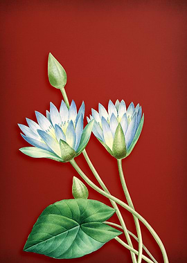 Egyptian Lotus on Red