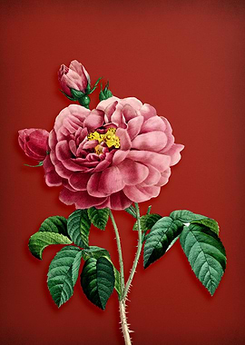 Vintage Gallic Rose on Red