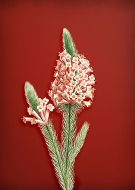 Heather Briar Root on Red