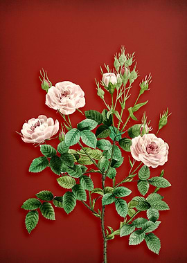 Rosier Pompon on Red