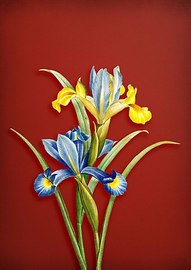 Spanish Iris on Red