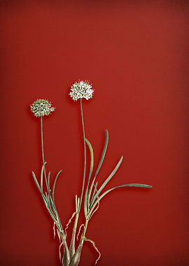 Vintage Floral on Red