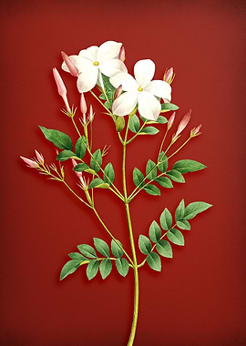 Spanish Jasmine on Red