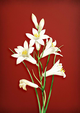 St Brunos Lily on Red