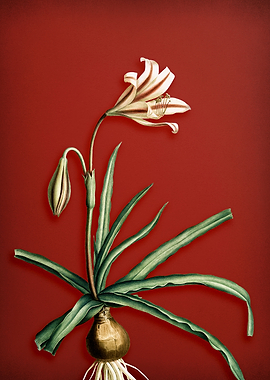 Vintage Amaryllis on Red