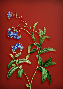 Water Forget me not on Red