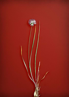 Vintage Floral on Red