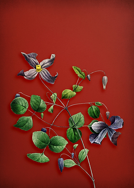 Virgins Bower on Red