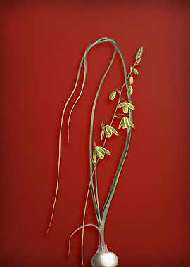 Vintage Floral on Red