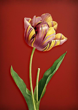 Tulip on Red