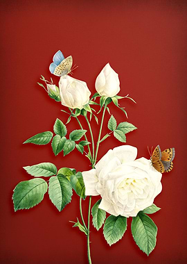 White Bengal Rose on Red