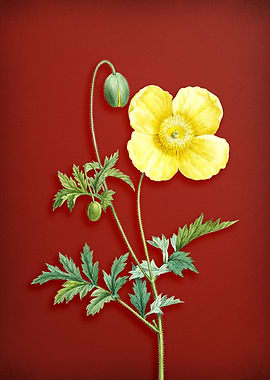 Welsh Poppy on Red