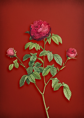 Agatha Rose in Bloom Red