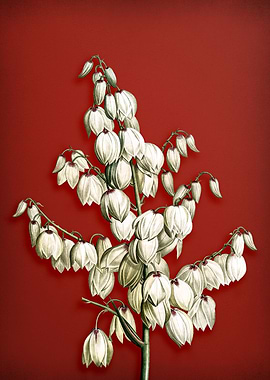 Vintage Aloe Yucca on Red