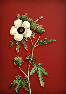 Venice Mallow on Red