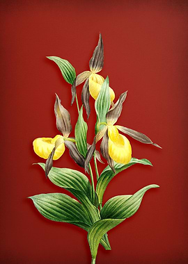 Sabot des Alpes on Red