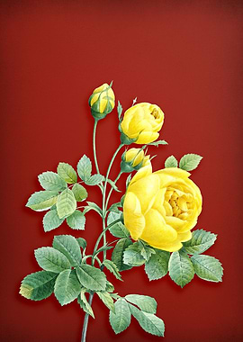 Vintage Yellow Rose on Red
