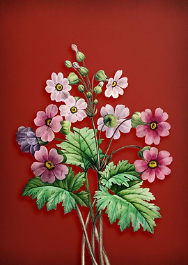 Chinese Primrose on Red