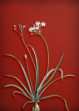 Vintage Floral on Red