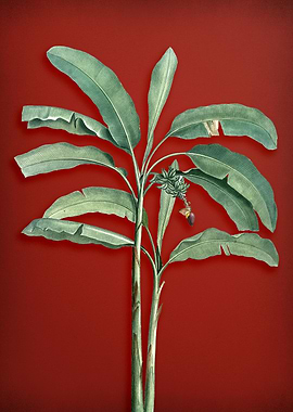 Banana Tree on Red
