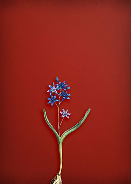 Alpine Squill on Red