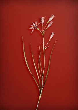 Amaryllis Montana on Red