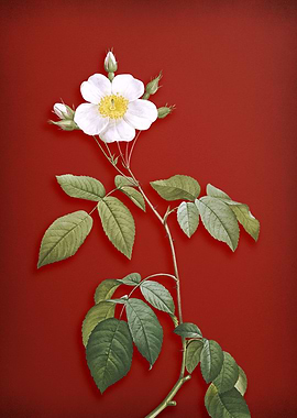 Big Leaf Climbing Rose