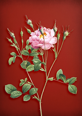 Sweetbriar Rose on Red