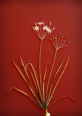 Allium Straitum on Red