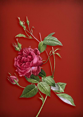 Blood Red Bengal Rose