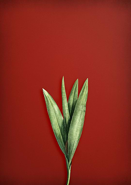 Autumn Crocus on Red