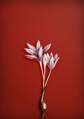 Autumn Crocus on Red