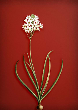 Arabian Starflower on Red