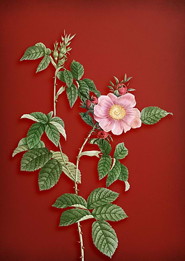 Big Flower Dog Rose on Red