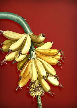 Banana on Red