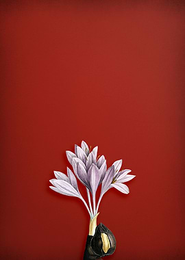 Autumn Crocus on Red