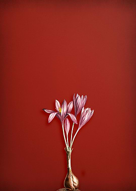 Autumn Crocus on Red