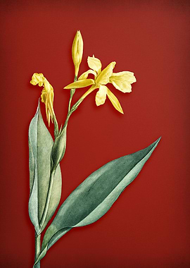 Bandana of the Everglades