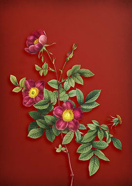 Blooming Alpine Rose Red