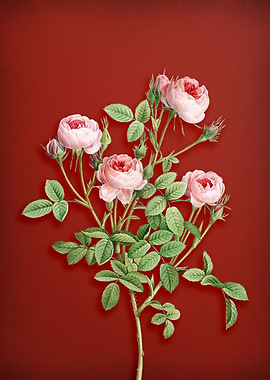 Burgundian Rose on Red