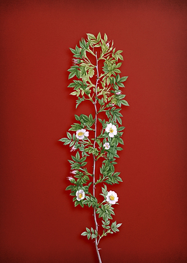 Cuspidate Rose on Red