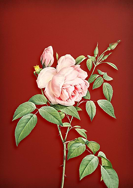 Fragrant Rosebush on Red