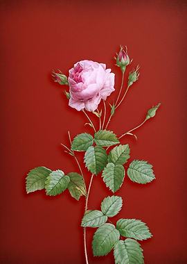 Provence Rose on Red