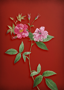 Hudson Rosehip on Red