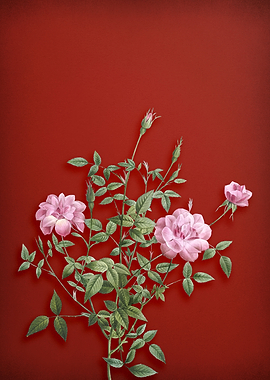 Dwarf Rosebush on Red