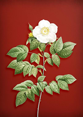 Leschenaults Rose on Red