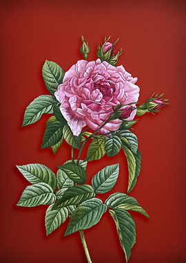 Pink French Rose on Red