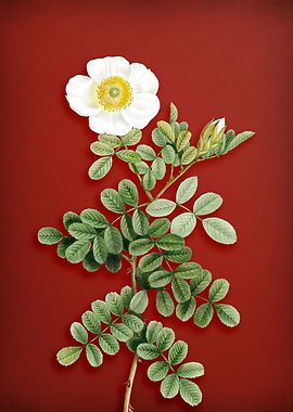 Macartney Rose on Red