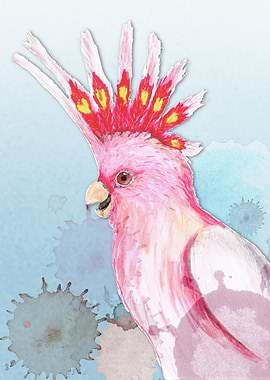 Major Mitchells cockatoo