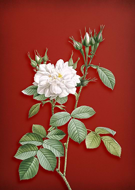 Autumn Damask Rose on Red